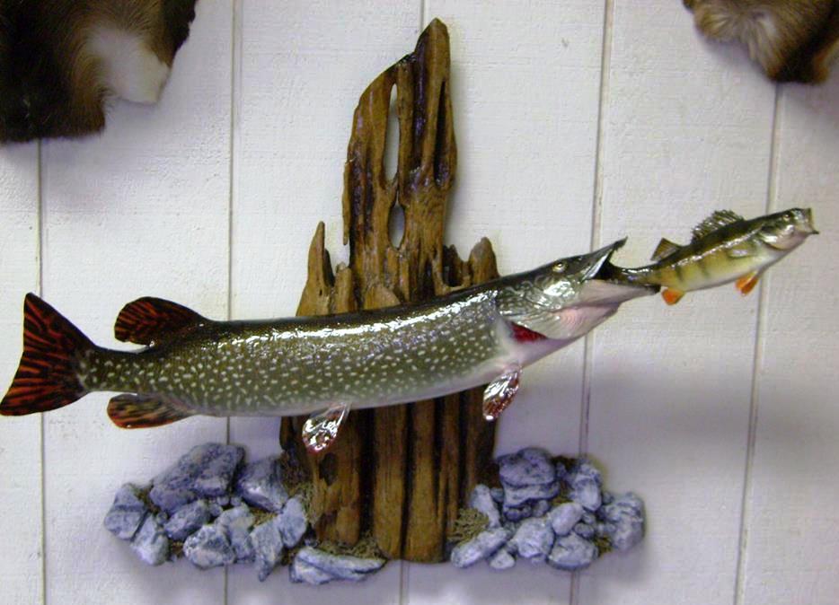 Fish - Northern Taxidermy Art